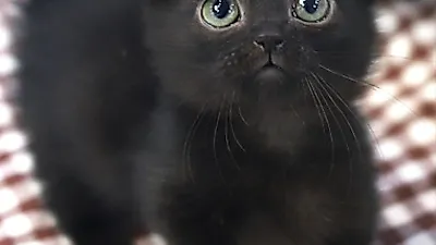 고양이 분양샵 ‘가필드고양이’ “분양가 합리적으로 진행 가능해”