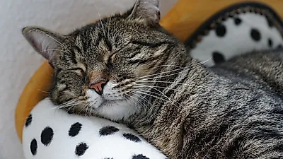 고양이 아나필락시스의 증상과 치료법