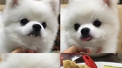 이시아 반려견, 하얀 솜뭉치 자태 "몰래 입에 다 묻히고"