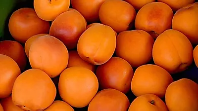 살구 보관법은? 살구 먹는 법, '살구 요리' 살구 잼(쨈) 만드는 법!