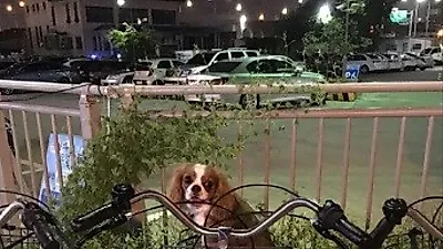 가희 반려견, 자전거 바구니에 쏙 '앙증맞은 체구'