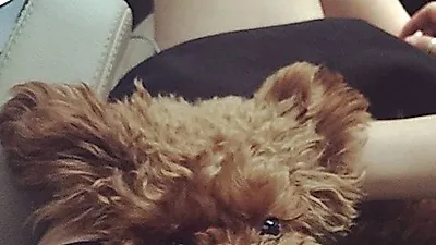 엄현경 반려견, 뚱한 표정으로 품안에 '쏙'