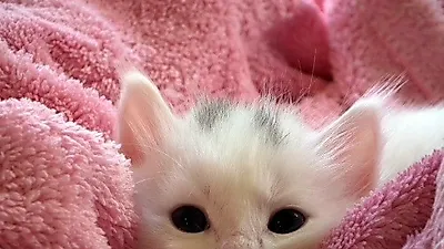 [고양이 바디케어 ①] 발톱·털 관리 편
