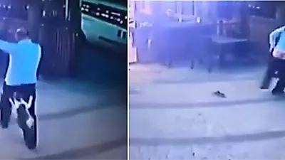 "저리 가라냥!" 제 새끼 보호하려 견주 '바지' 벗기고 개 공격한 무적의 어미고양이