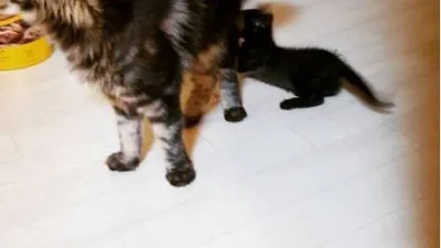 서유리, 반려묘들 바라보며 "고양이 세계에선 뭐가 모범답안일까"