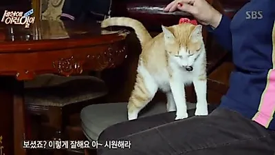 '세상에 이런일이' 안마하는 고양이의 정체는
