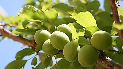 '천연 소화제' 매실청 담그기·매실장아찌 만드는 법을 알아보자