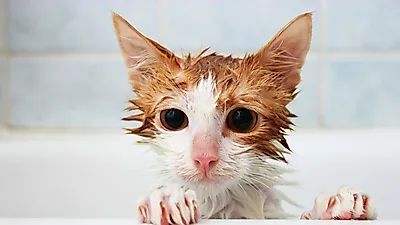 목욕 싫어하는 반려묘? 고양이 목욕시키기 대작전
