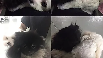 최정윤 반려견, 즐거운 어부바 '꽁냥꽁냥'