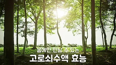 봄에만 만날 수 있는 '고로쇠수액효능' 먹는 방법은?