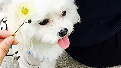 건강한 강아지간식 선보이는 '밥펫(Bobpet)', "쇼핑몰 오픈 이벤트 추가 포인트 적립 혜택 제공해"
