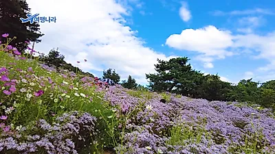 문경 개미취 명소 봉천사와 문희농원, 9월 하순 만개하는 보랏빛 꽃밭 비교