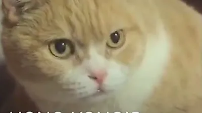 홍콩에서 가장 유명한 고양이