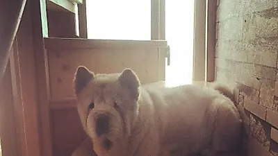 이영진 반려견, 계단 위에 앉아 "올라갈꺼야? 아님 내려갈꺼야?"