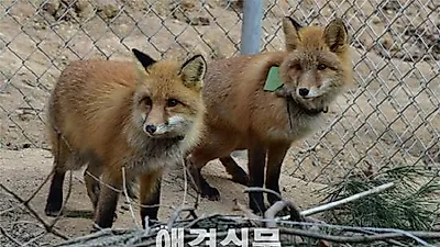여우 3쌍, 소백산의 새로운 가족이 되다