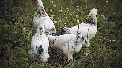 닭이 걸릴 수 있는 치명적인 질병 5종