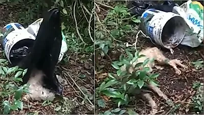 입과 다리 '꽁꽁' 묶인 채 버려진 강아지…"간신히 숨만 쉬고 있어"