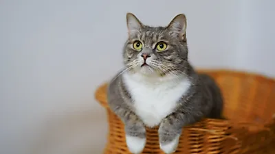 고양이가 특별히 좋아하는 냄새 BEST6