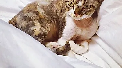 박보람, 반려묘 근황 공개 "보고 싶어"