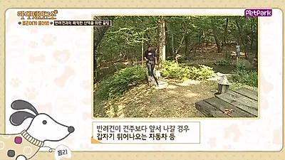 '마이펫연구소', 반려견과 쾌적한 산책을 위한 두가지 방법