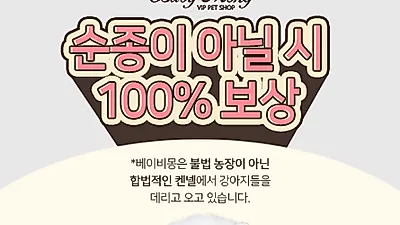 포메라니안, 비숑프리제 분양 순종 아닐시 100% 보상 제도 시행