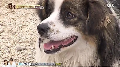 '동물농장' 캠핑장 떠도는 개의 사연