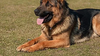개의 지능이 천재 수준인지 알아보는 방법