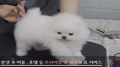 프리미엄 강아지 분양 브랜드 펫제이코리아, 11주년 맞아 고객감사 전해