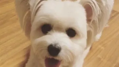 홍수아 반려견, 귀 쫑긋 세운채 '깜찍'
