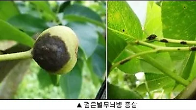 [귀농팁] 배 꽃 필때..3일 이상 비 오면 약제 방제 필수