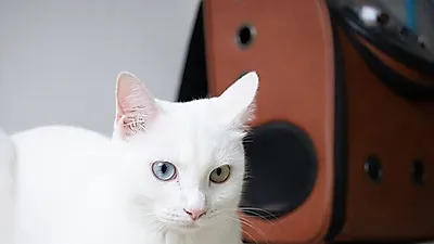 반려동물과 함께 장거리 여행해야 한다면? 알아야 할 준비사항