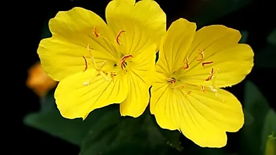 달맞이꽃종자유 여성 갱년기 증상 및 아토피 완화에 도움 되는 이유는 감마리놀렌산 때문?..부작용만 조심하면 걱정 끝
