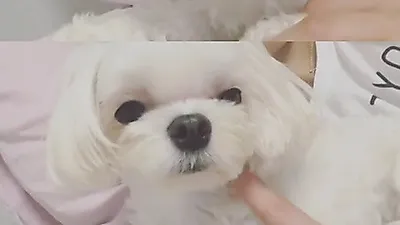 손연재 반려견, 침대 위에 가만히 앉아 '찡긋찡긋'
