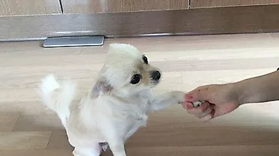 산들, 강아지 한쪽 발 들고 '찰칵'