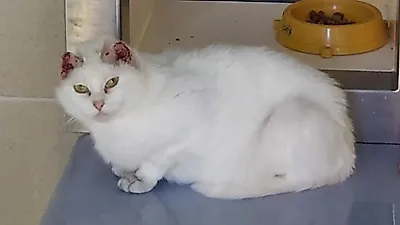英 유기묘, 햇볕으로 귀 화상 입어