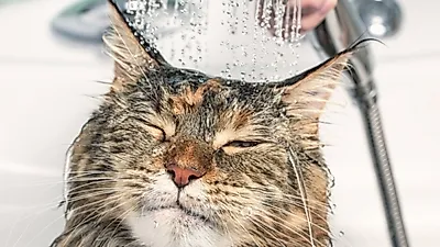 고양이 목욕에서 살아남기