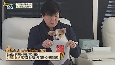 반려견 외출 준비 TIP