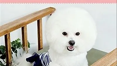 [책소개] 처음 만드는 사계절 강아지 옷