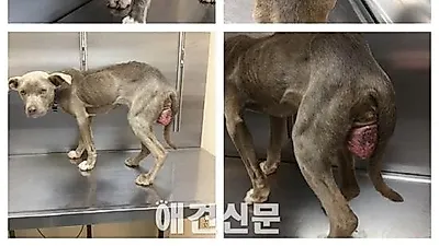 개와 함께 식사를 하는 수의사 화제