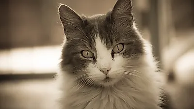 고양이와 사람, 그리고 이스탄불의 공존 '고양이 케디'