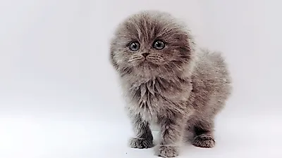 고양이 전문 분양 업체 ‘제나캣’ 분양인 부담 덜기 위한 할인이벤트 선보여