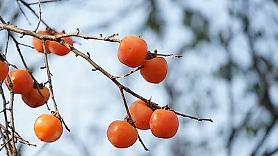 비타민C범벅에 항산화 효과까지...가을철 대표과일 단감의 효능 및 감 칼로리는?