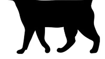 쓰레기봉투에 버려진 고양이…경찰, 분양업자 소행 추정