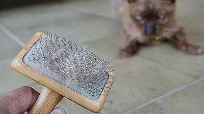 "몸이 간지러워요!"..고양이 비듬 원인과 치료법