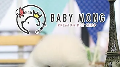 화이트 포메라니안과 미니 비숑프리제 강아지 분양 전문샵 베이비몽 특별할인중