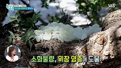 위 건강에 탁월 '매스틱 효능', 부작용은 없을까? 매스틱가루+매스틱오일+매스틱검, 매스틱 먹는법