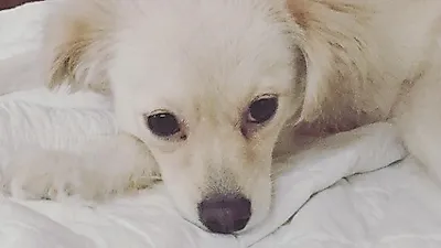 서인영 반려견, "귀여운 싸랑이 무슨 생각하니?"