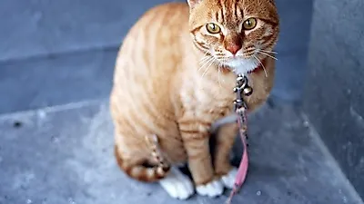 고양이를 여러 마리 키울 때 주의할 점