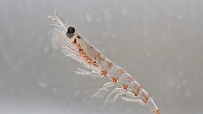 다이어트와 당뇨에 좋은 음식 '크릴오일', 효능과 부작용, 가격, 파는 곳은?