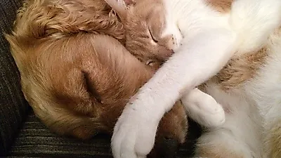 베테랑 고양이 수간호사 '론'